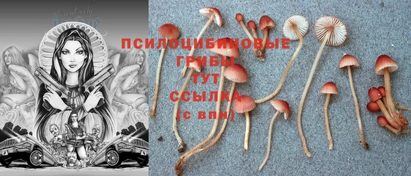 прущие грибы Абаза